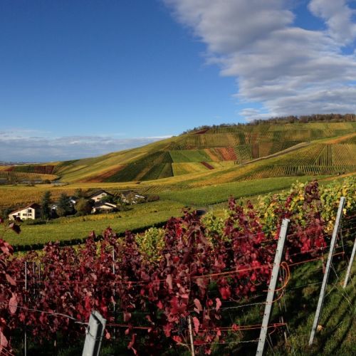 Panoramaaufnahme der Weinberge des Weingut Aldinger