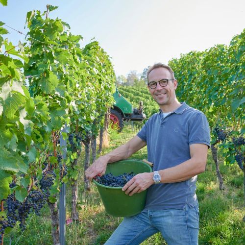 Hansjörg Aldinger bei der Weinlese